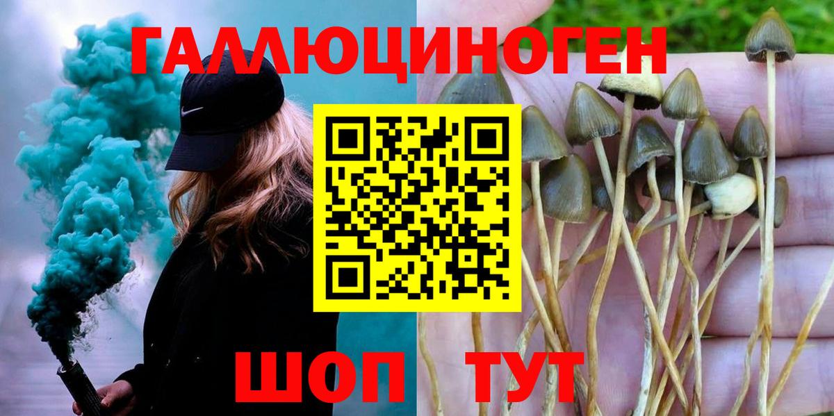 Псилоцибиновые грибы Psilocybine cubensis Губкинский